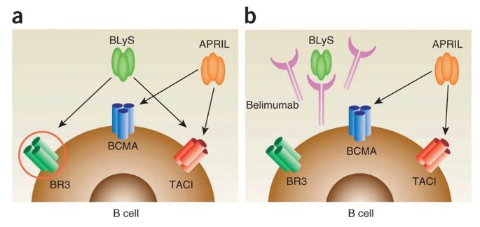 Belimumab: Key Insights